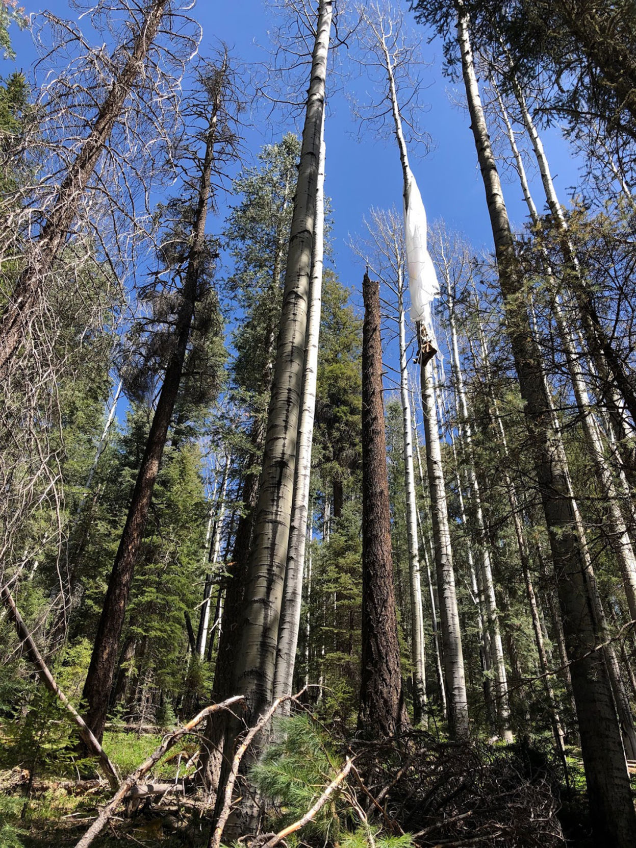parachute tree
